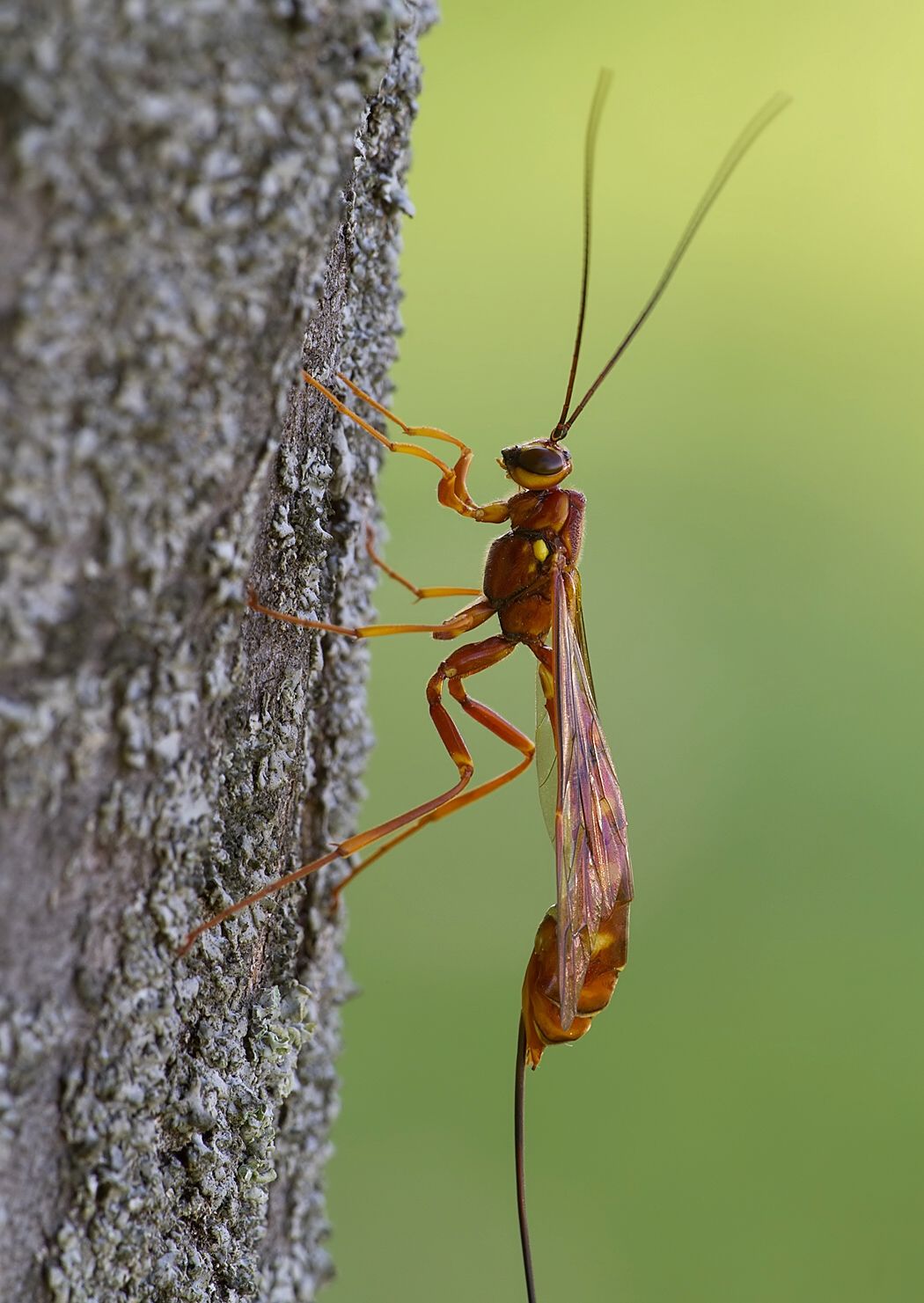 Megarhyssa perlata