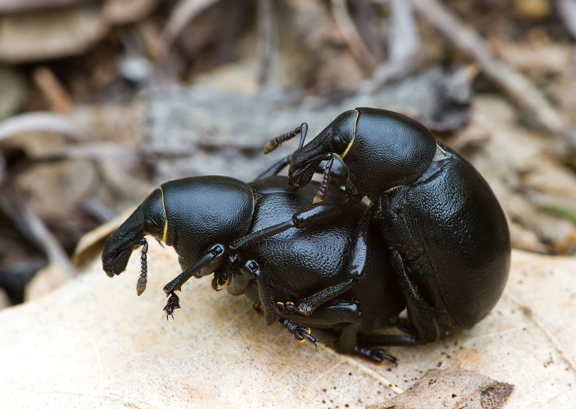 Liparus dirus