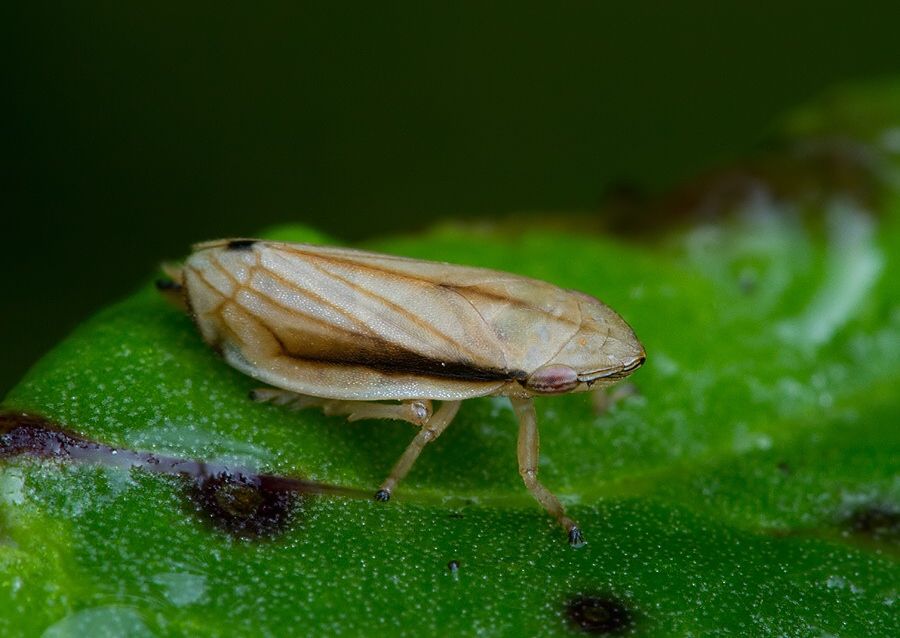 Neophilaenus lineatus