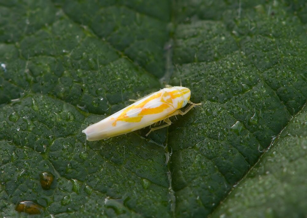 Zygina schneideri