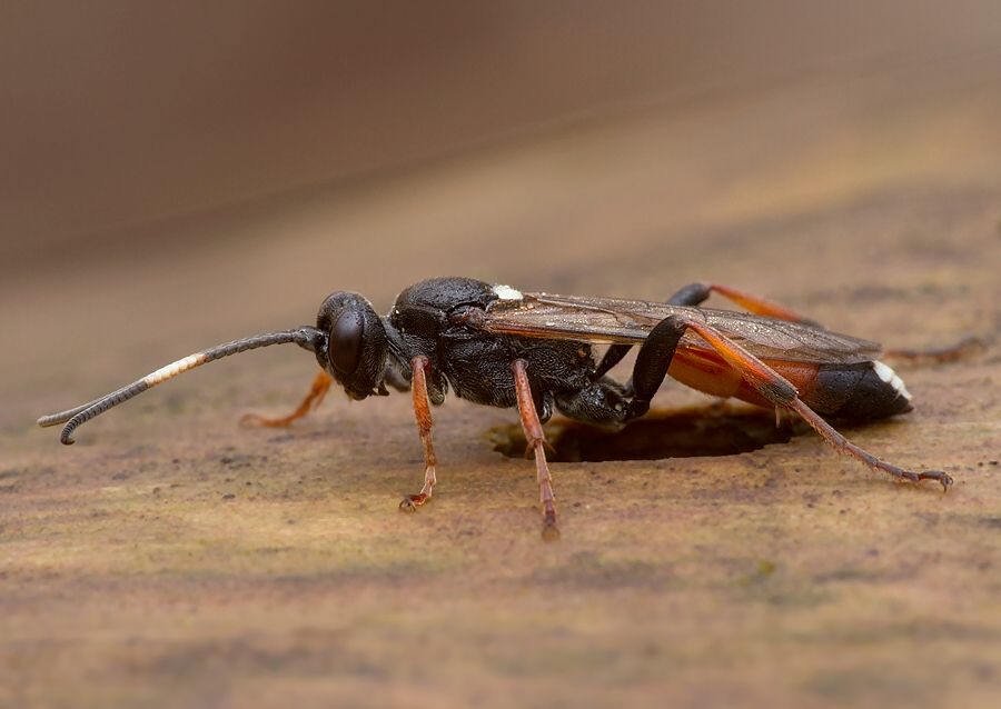Ichneumon bucculentus