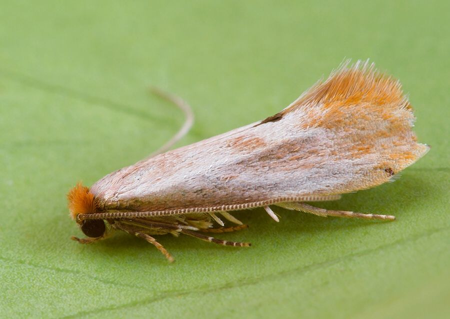 Tinea semifulvella