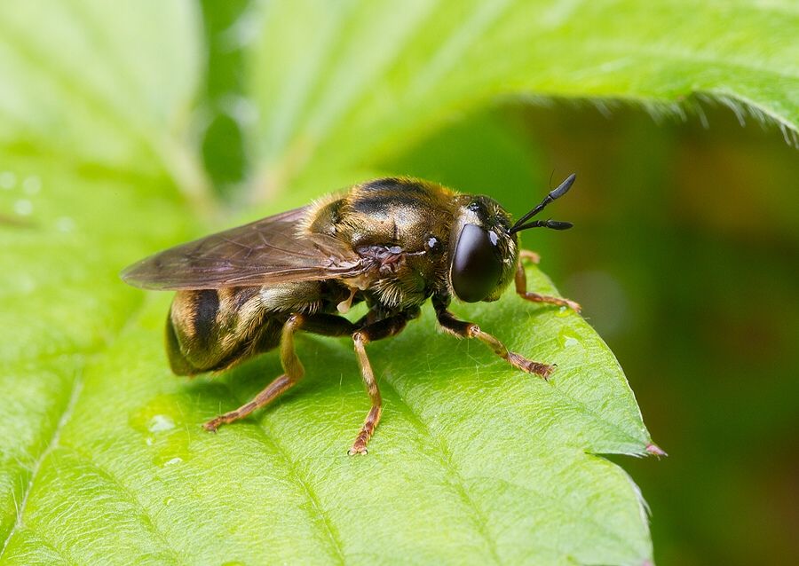 Microdon devius cf.