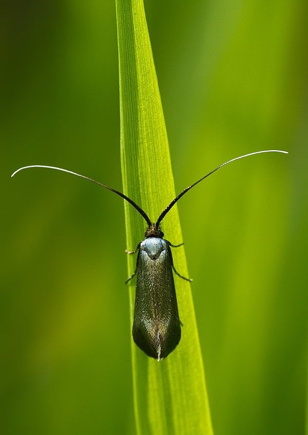 Adela reaumurella