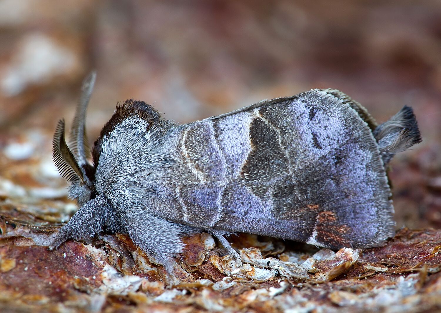 Clostera pigra