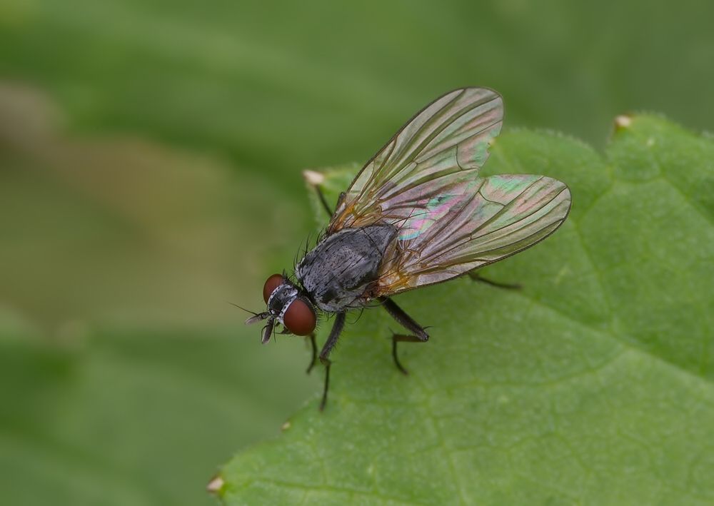 Emmesomyia socia