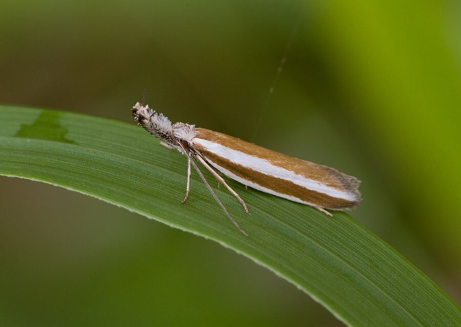 Pleurota aristella