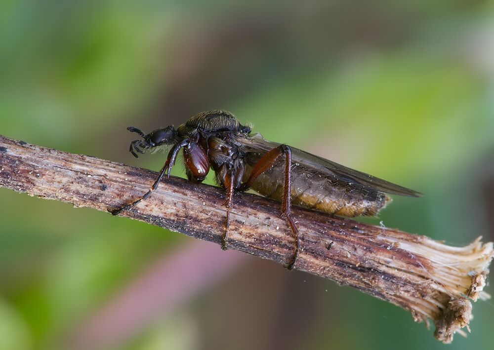 Bibio reticulatus