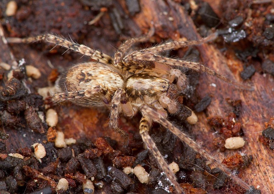 Anyphaena accentuata