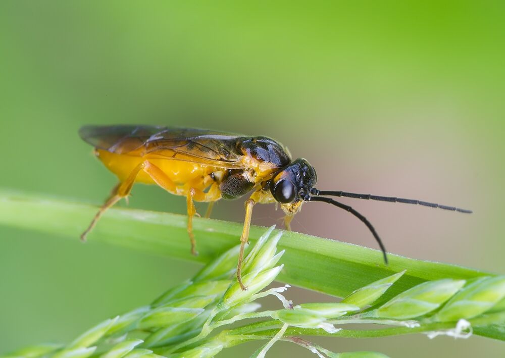 Nematinae