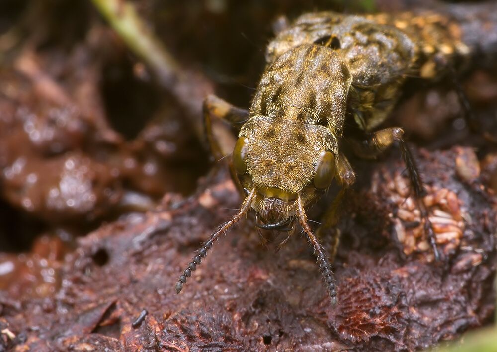 Ontholestes tessellatus