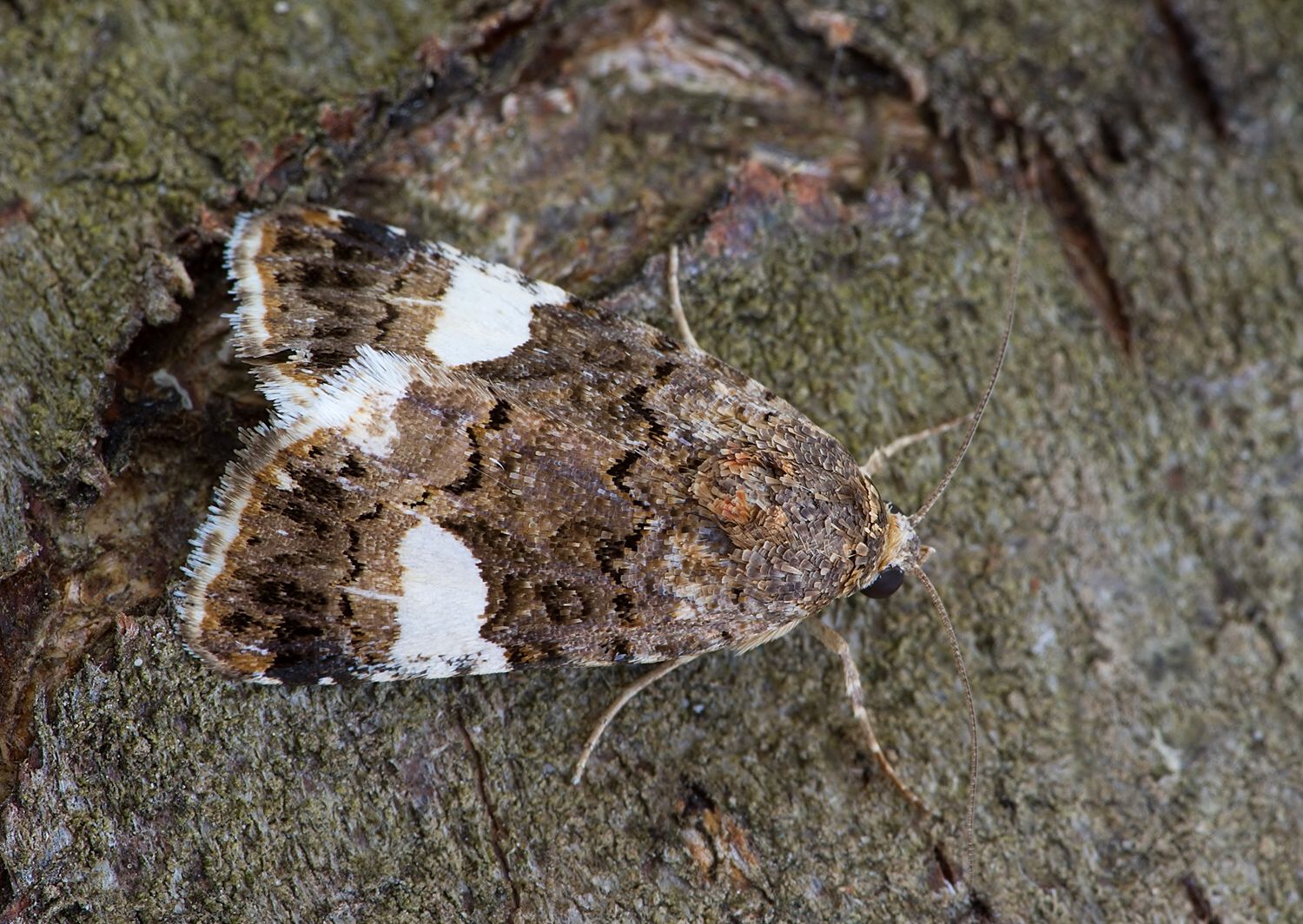 Tyta luctuosa
