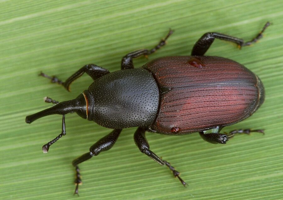 Sphenophorus abbreviatus