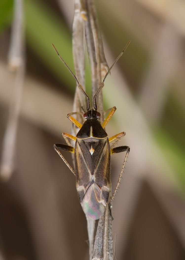 Harpocera thoracica