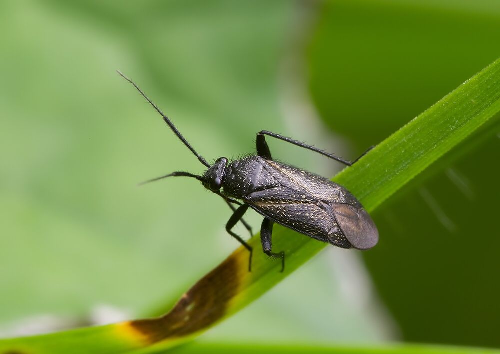 Orthocephalus coriaceus
