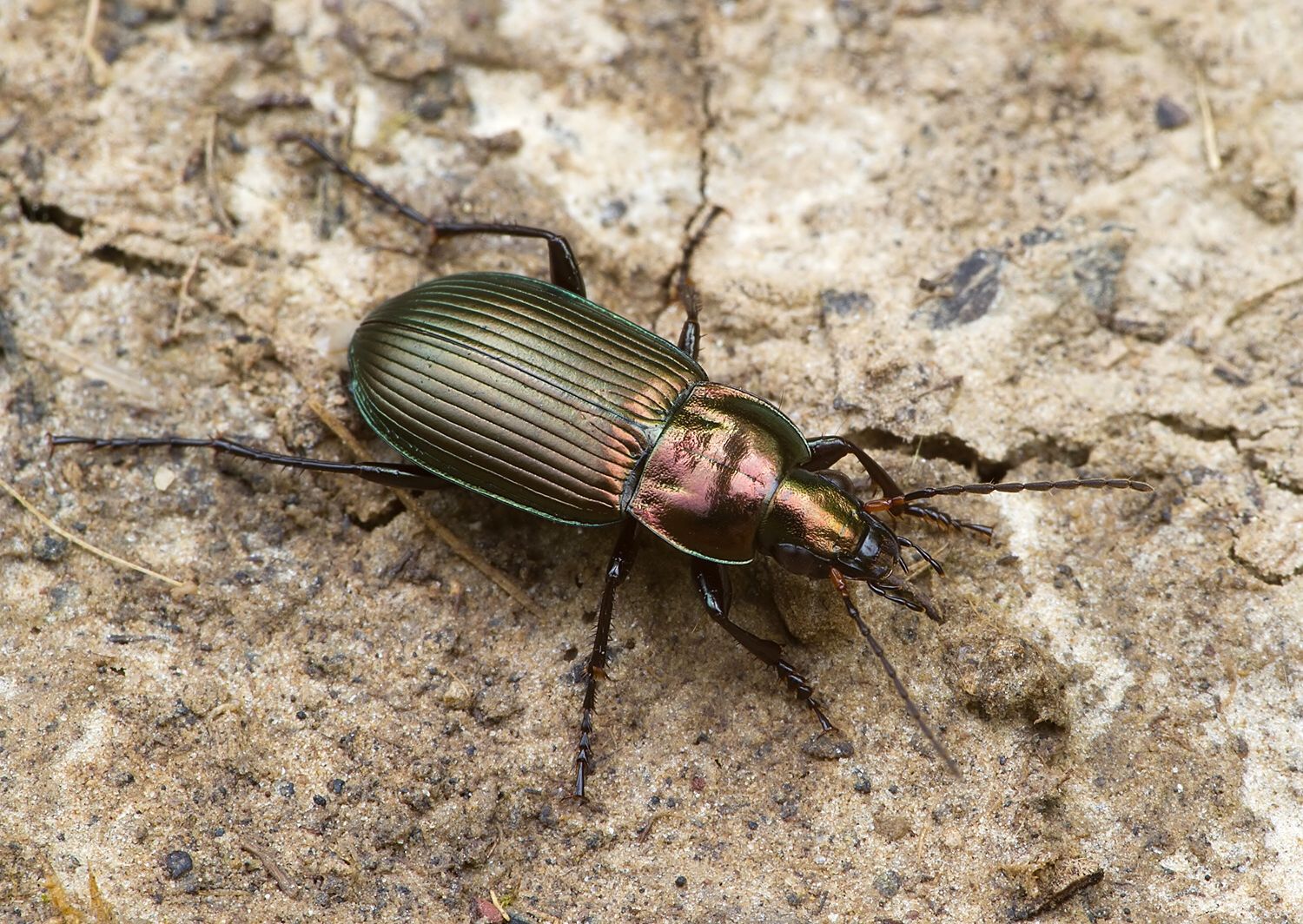 Poecilus cupreus