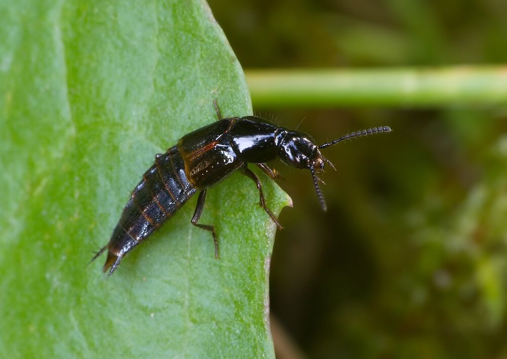 Quedius cinctus cf.