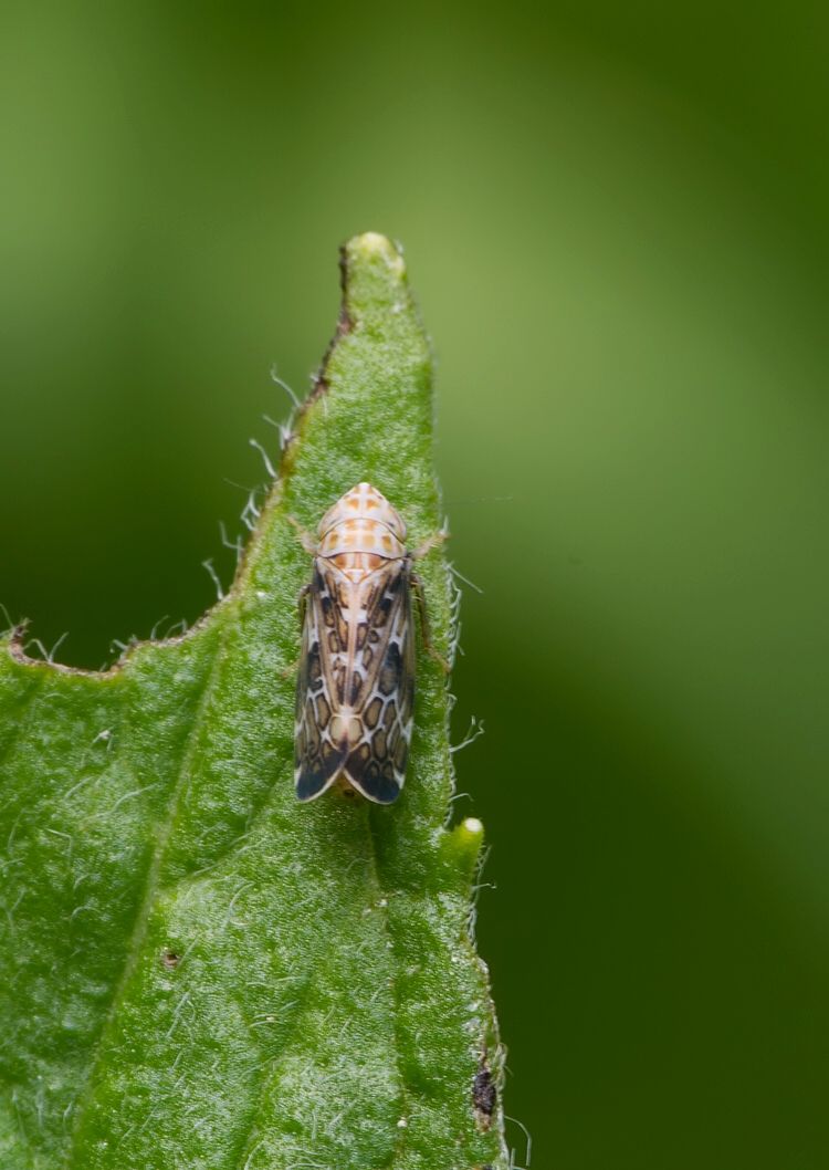 Errastunus ocellaris