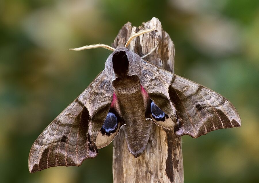 Smerinthus ocellatus
