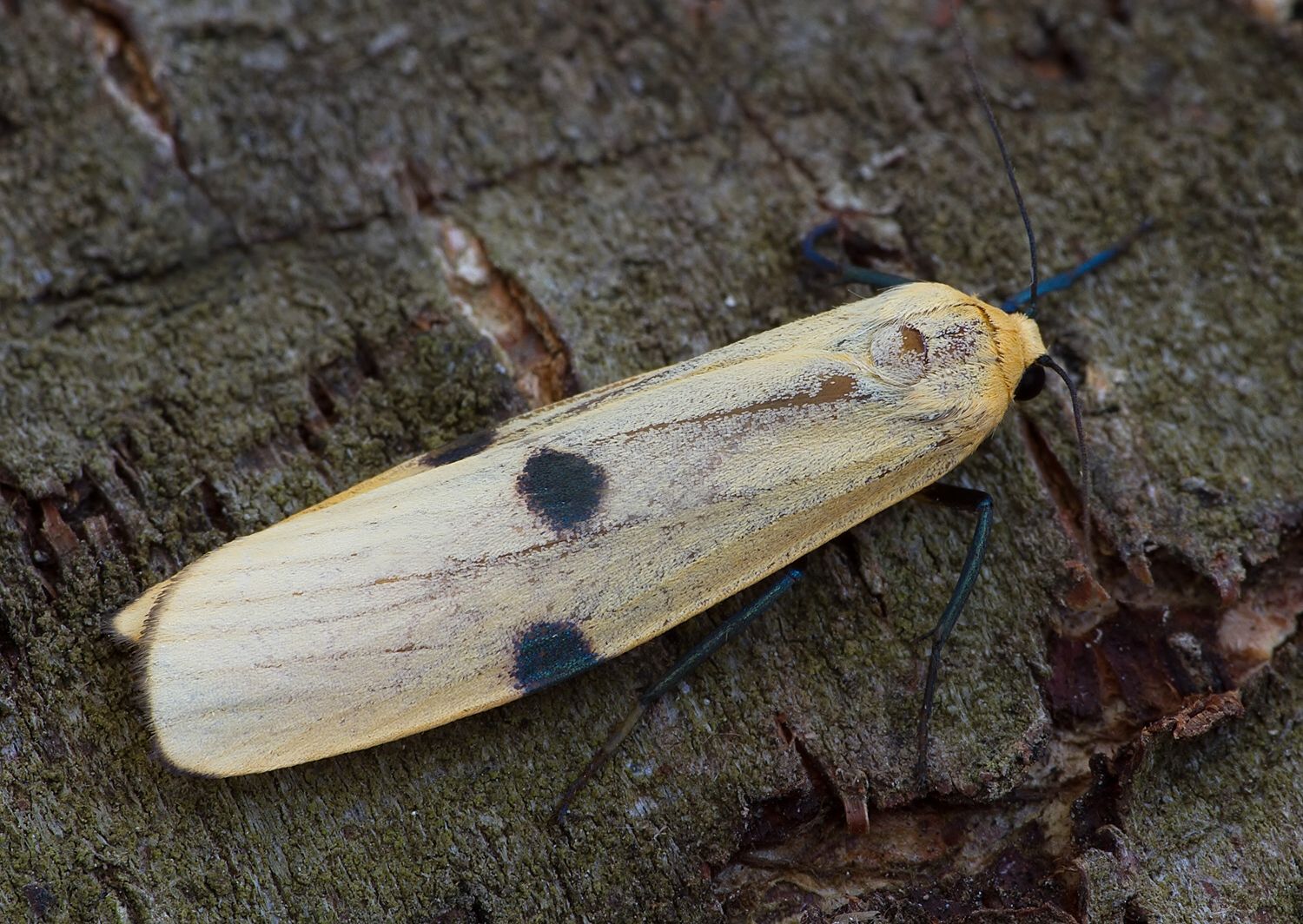 Lithosia quadra