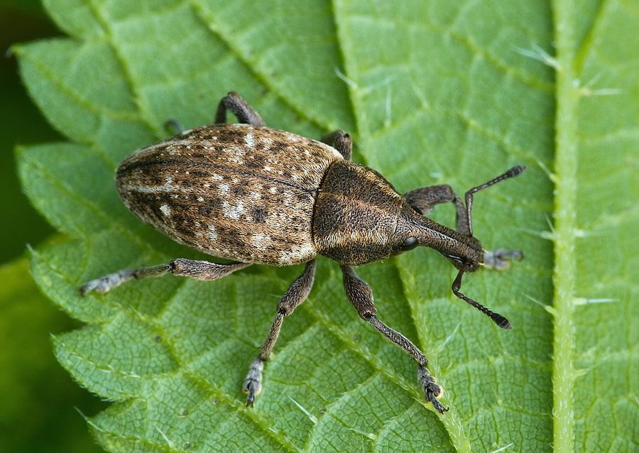 Lepyrus capucinus