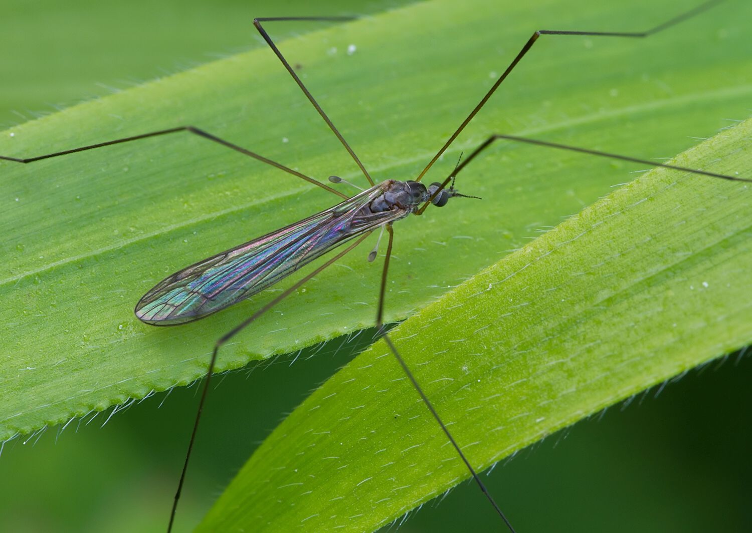 Dicranomyia tristis