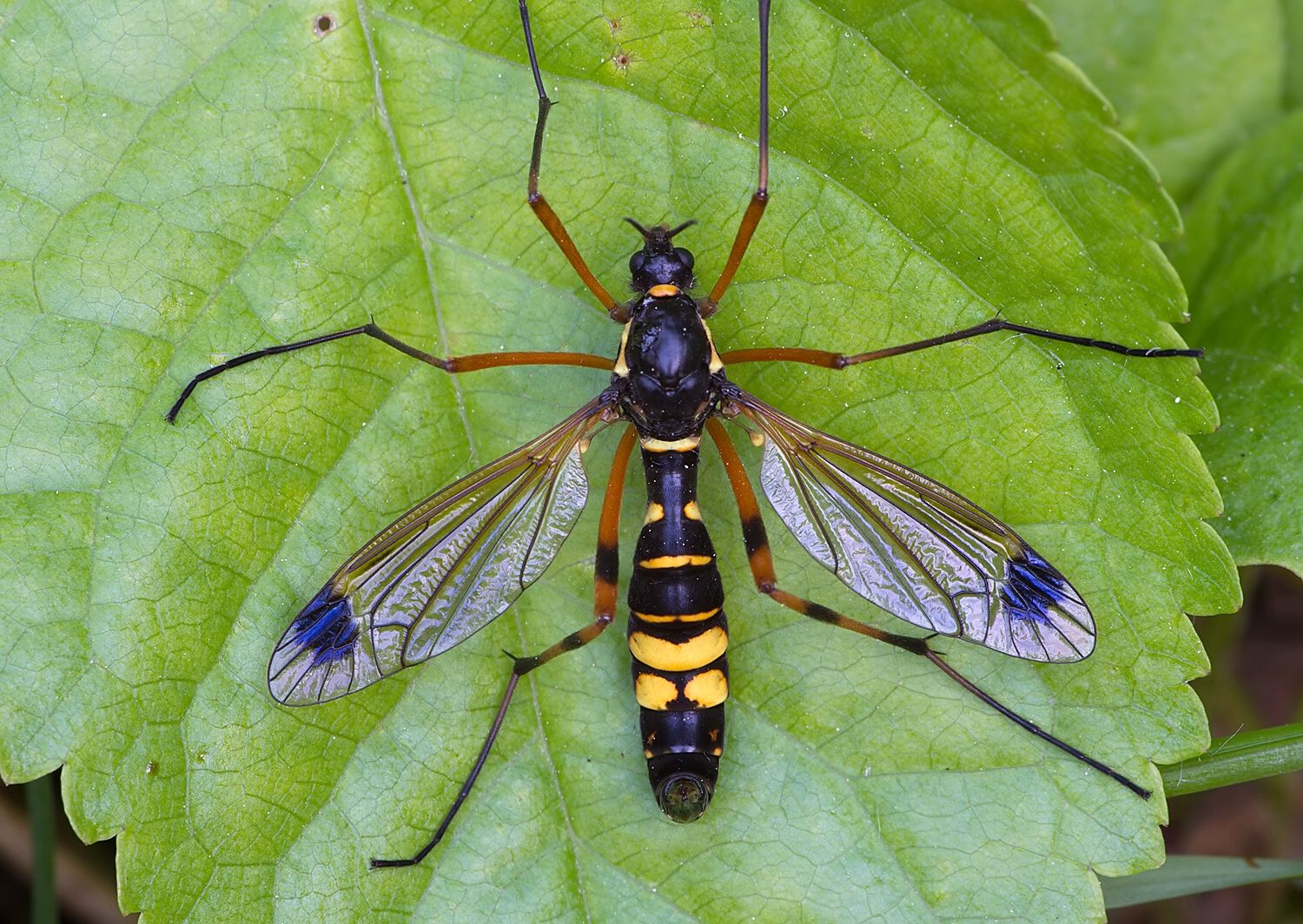Ctenophora festiva