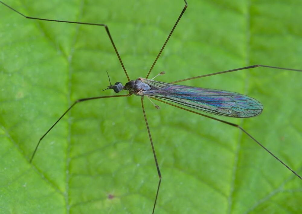 Dicranomyia tristis