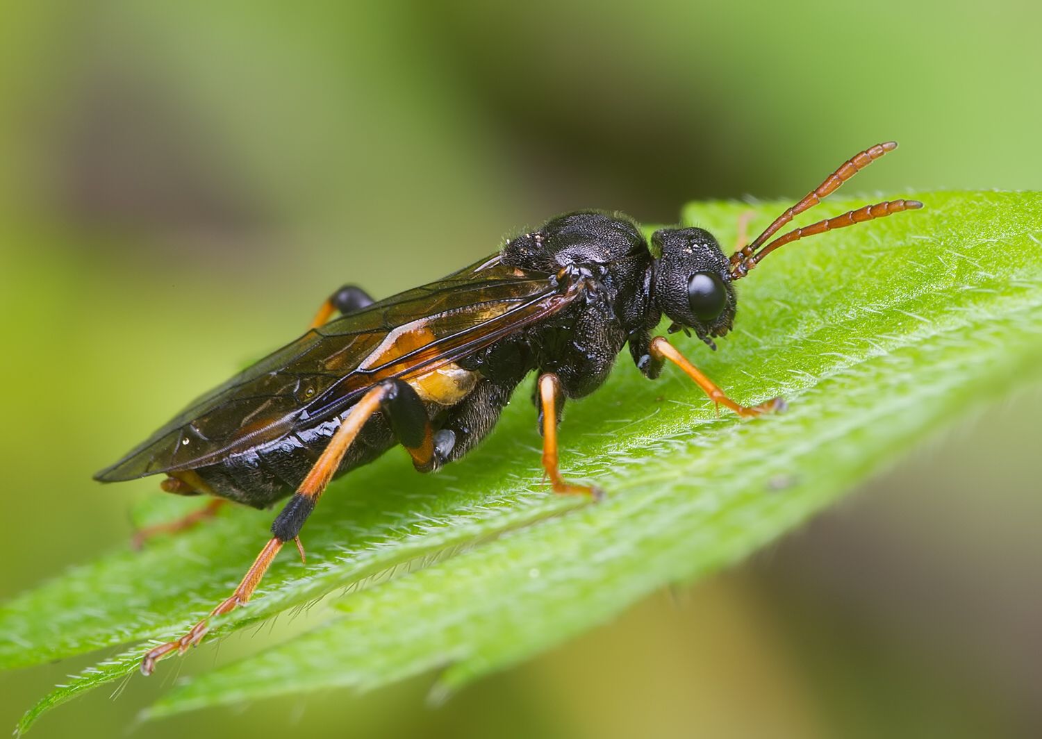Siobla sturmii