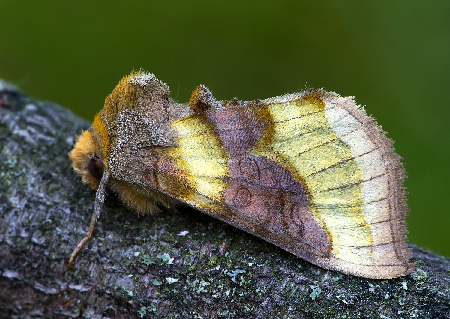 Diachrysia stenochrysis