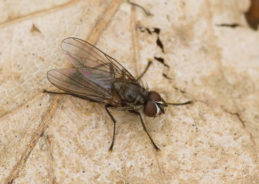 Delia platura