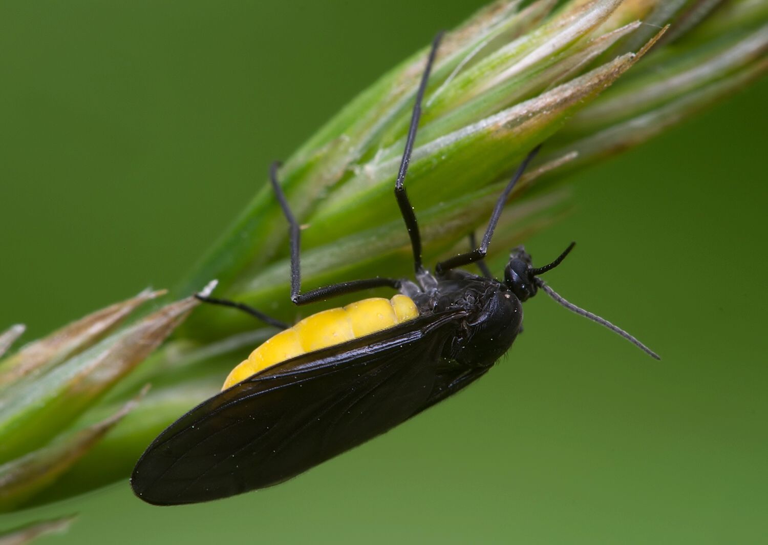 Sciara analis