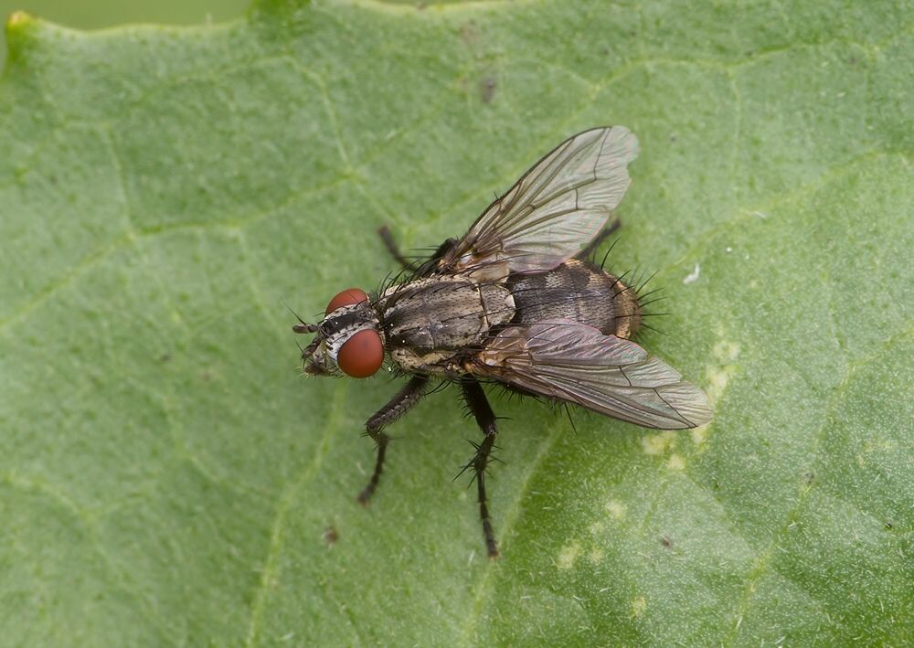 Macronychia polyodon