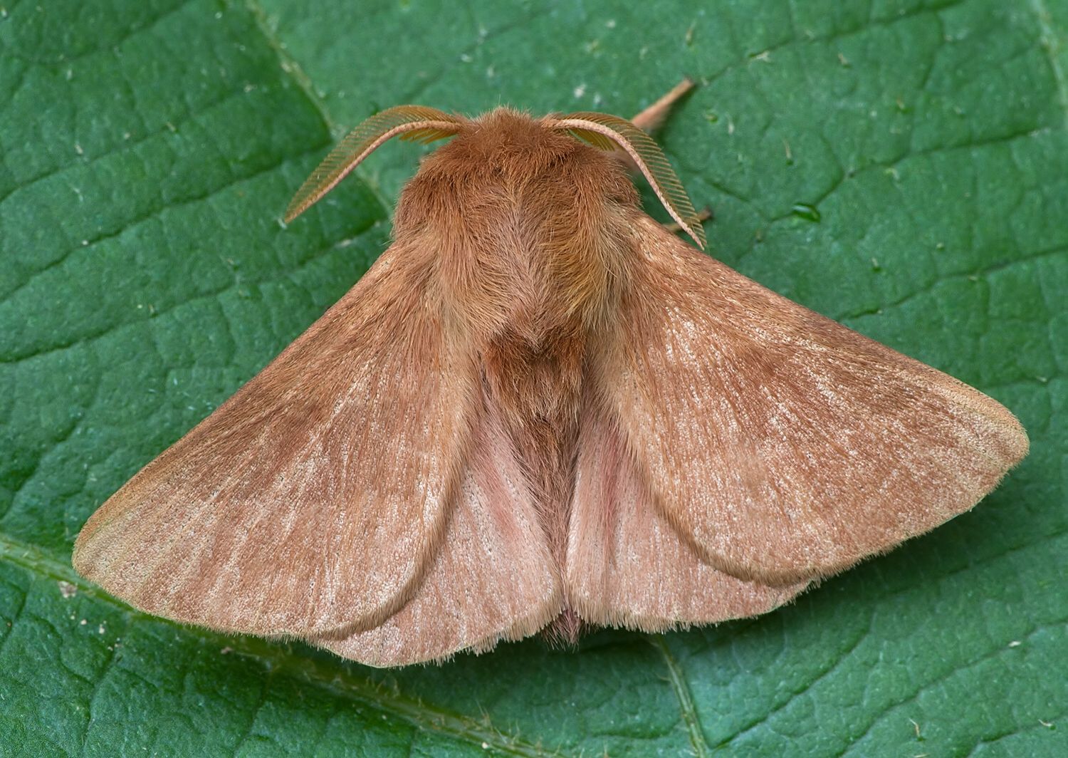 Malacosoma neustria