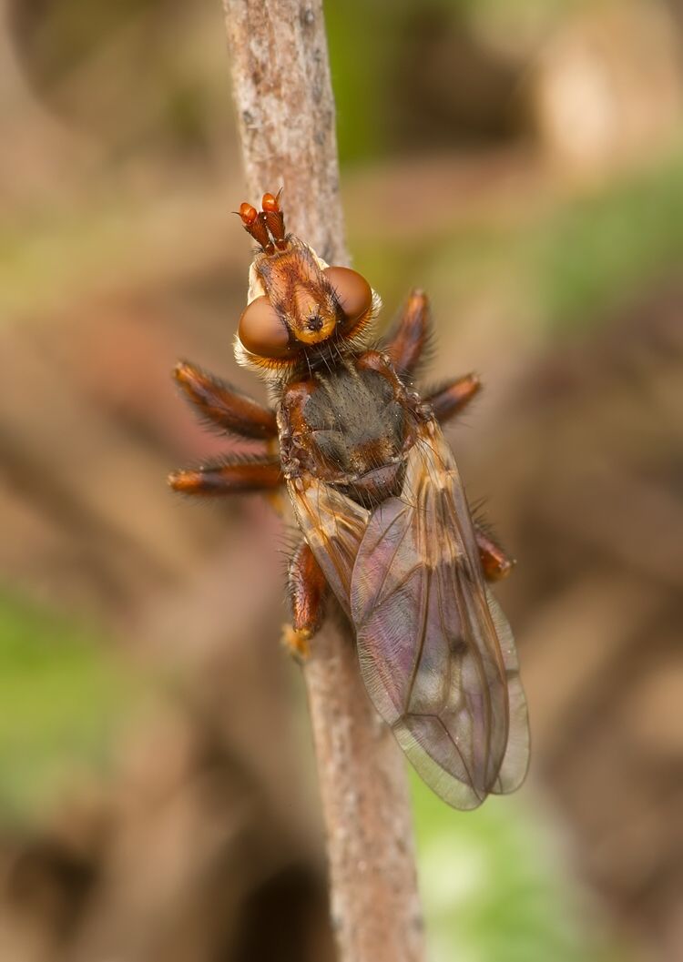 Myopa dorsalis