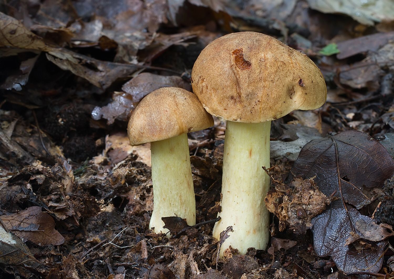 Hemileccinum impolitum