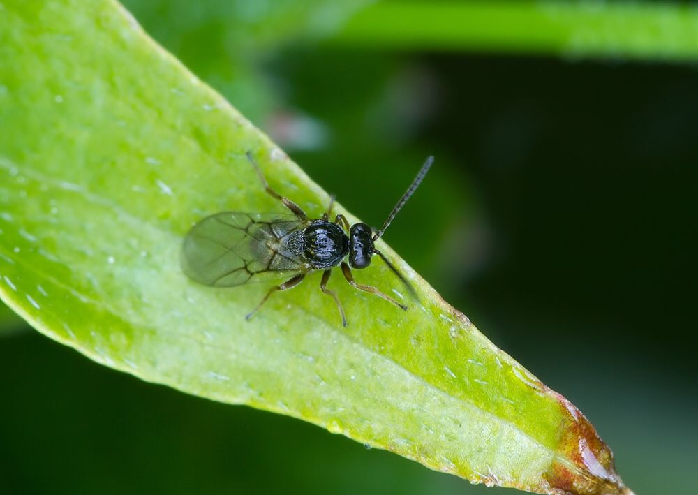Neuroterus quercusbaccarum