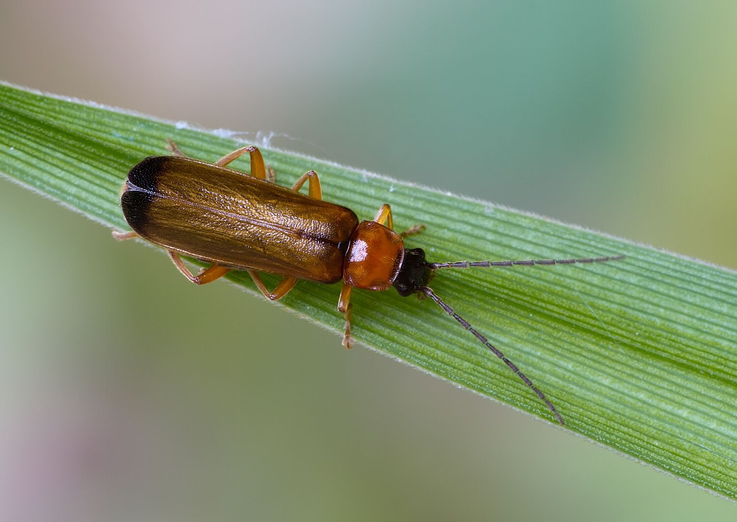Rhagonycha lutea