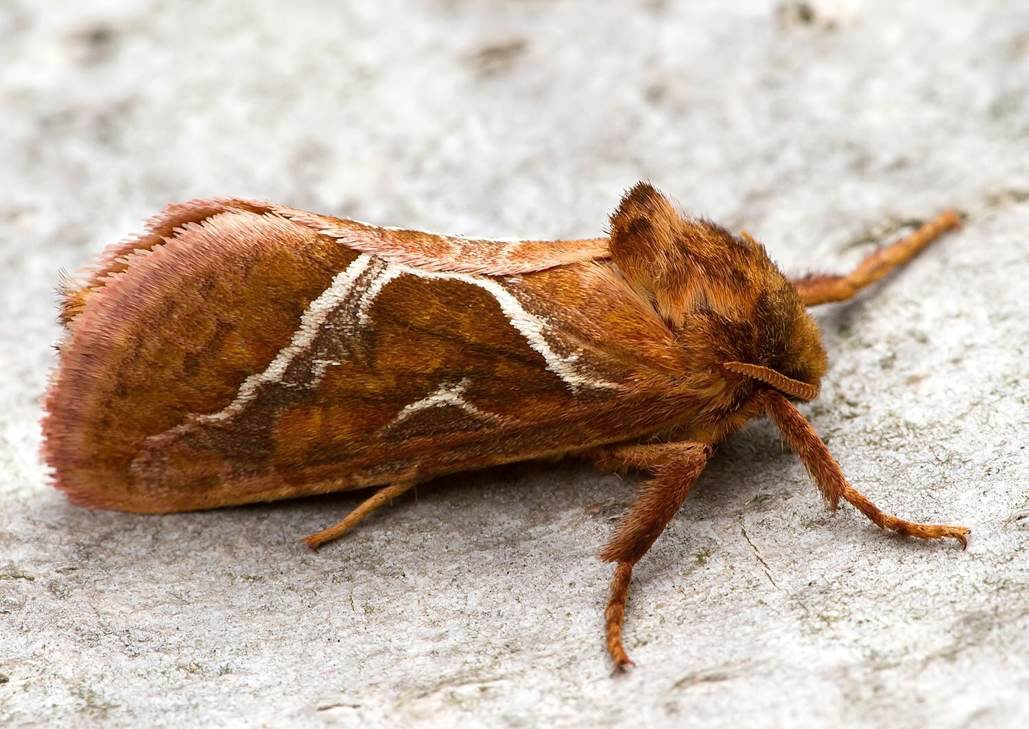 Triodia sylvina