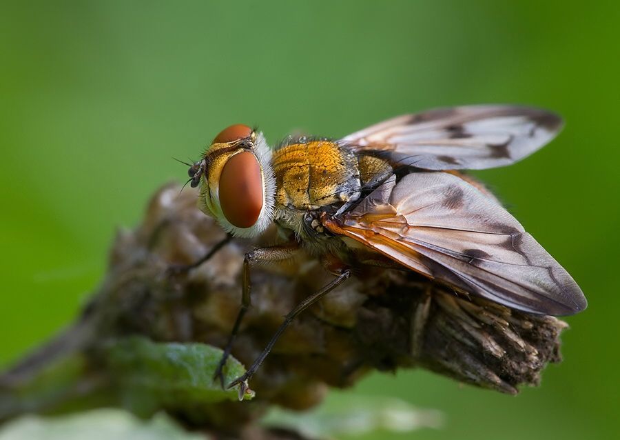 Ectophasia crassipennis