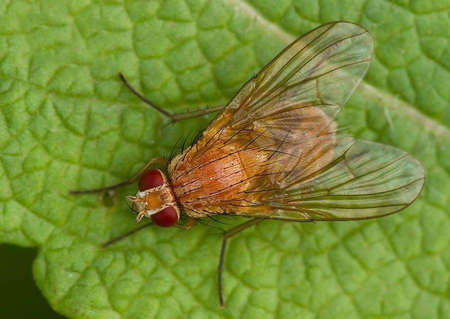 Thricops diaphanus