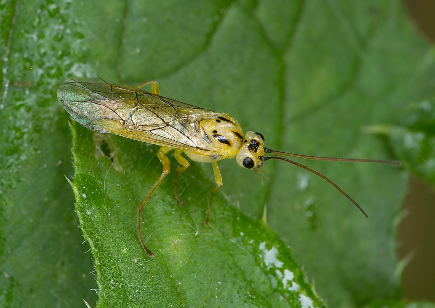 Nematus breviseta cf.