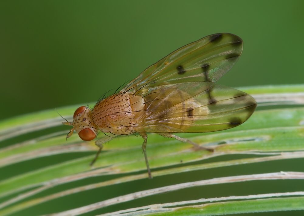 Meiosimyza decempunctata