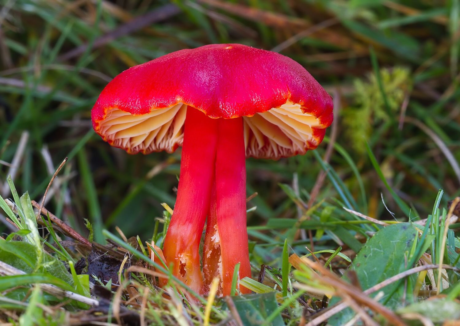 Hygrocybe coccinea