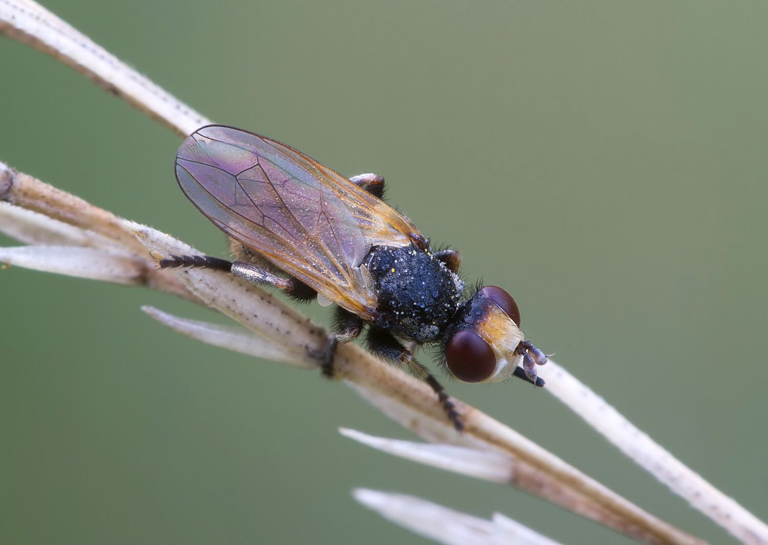 Myopa occulta