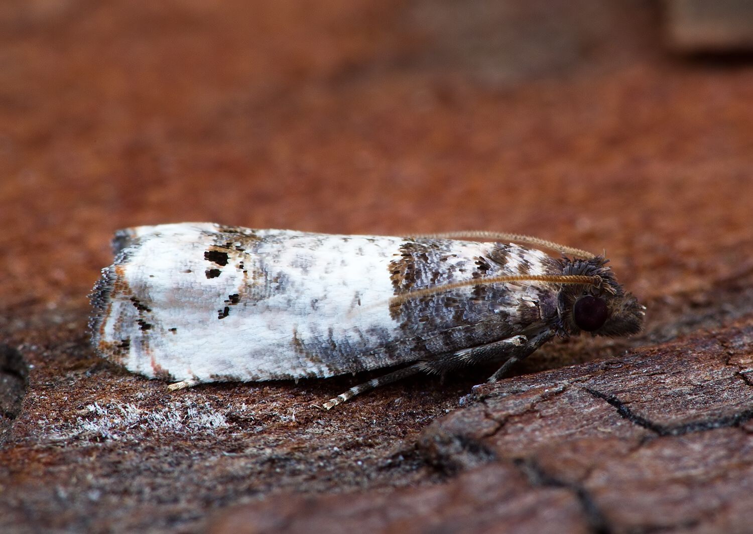 Notocelia mediterranea cf.