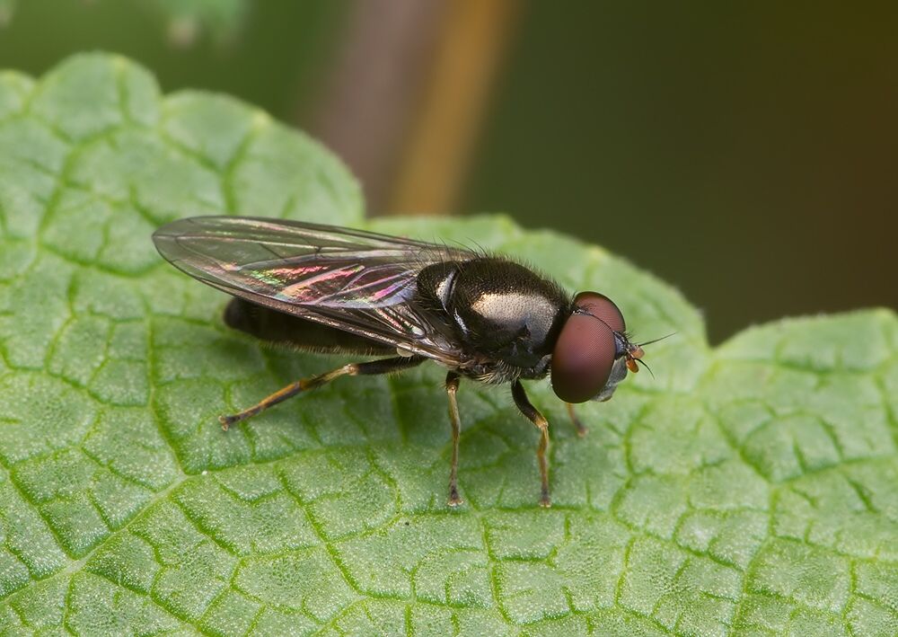 Cheilosia pagana