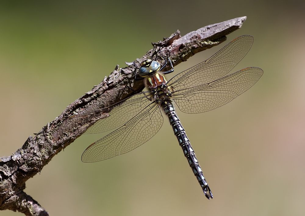 Brachytron pratense