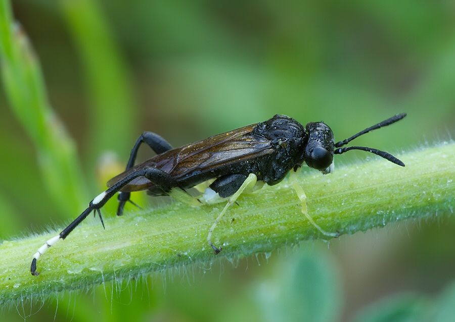 Macrophya montana