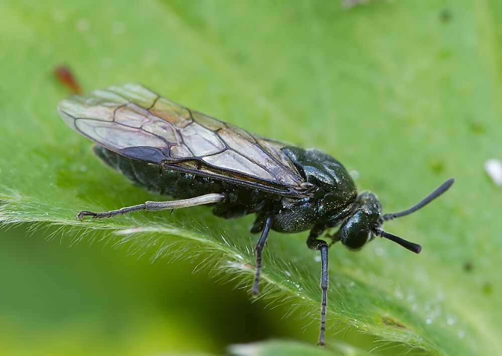 Arge ciliaris